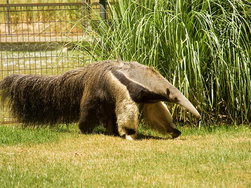 Oso-hormiguero-Zoo-Madrid-main